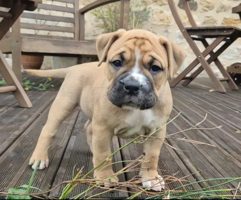Bulma de Trois V, Bulldog continental, élevage De Trois V