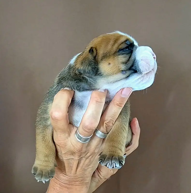 Portée de Bulldog continental, élevage De Trois V