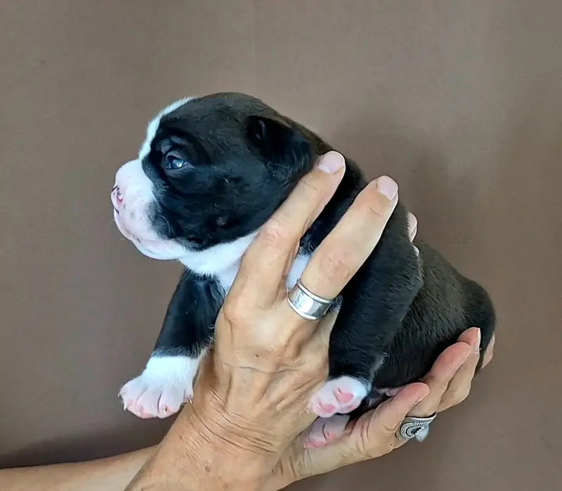 Beddy de Trois V, Bulldog continental, élevage De Trois V
