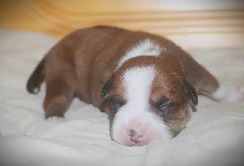 Baya, Bulldog continental, élevage De Trois V