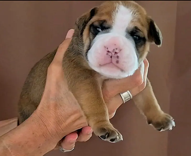 Portée de Bulldog continental, élevage De Trois V