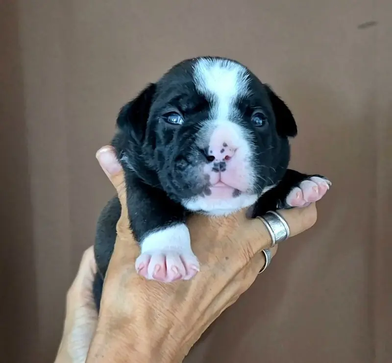 Bali de Trois V, Bulldog continental, élevage De Trois V