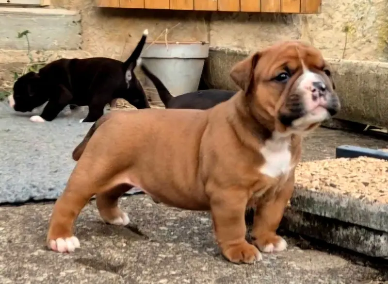 Portée de Bulldog continental, élevage De Trois V