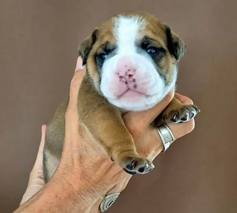 Portée de Bulldog continental, élevage De Trois V