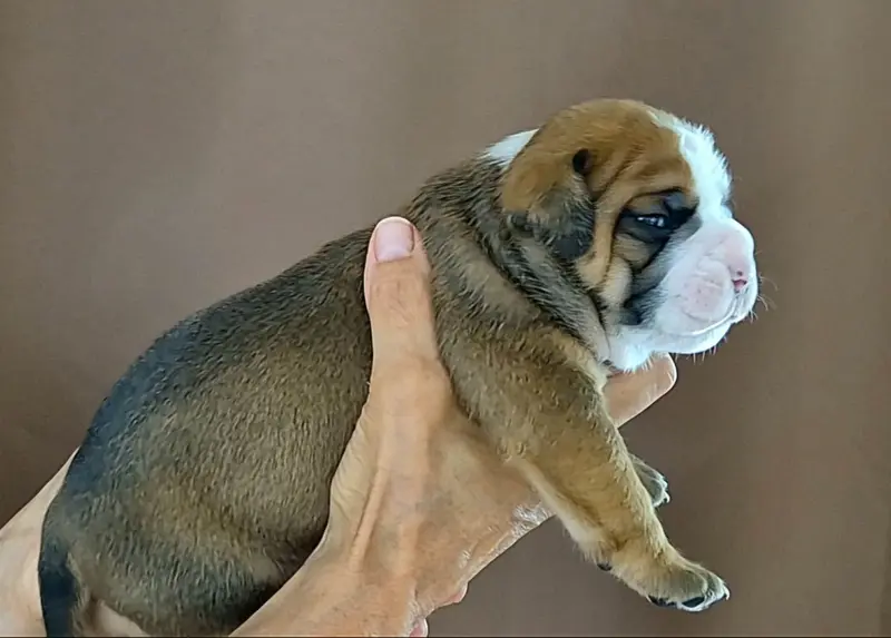 Portée de Bulldog continental, élevage De Trois V