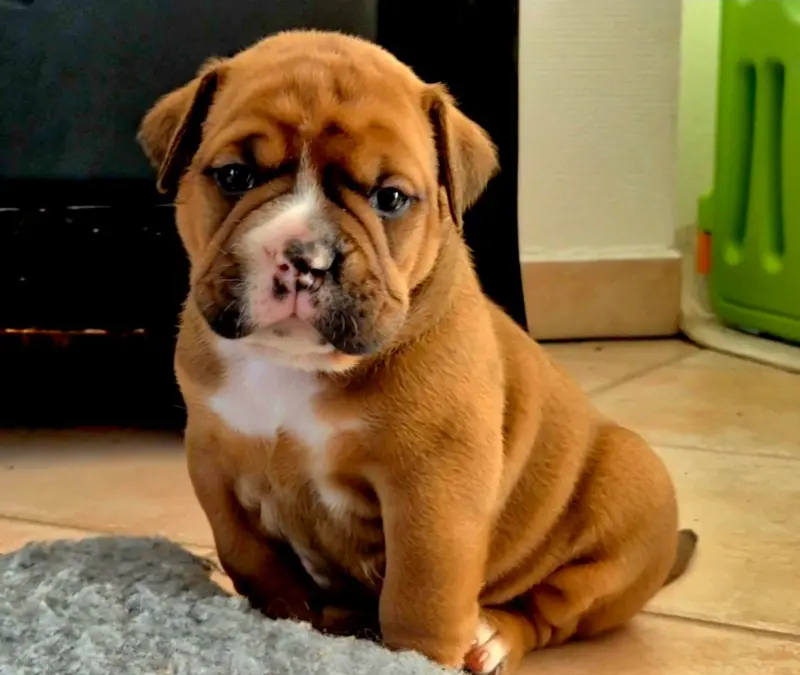 Portée de Bulldog continental, élevage De Trois V