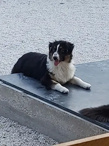 Photo de l'élevage à Chessy les Pres