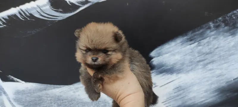 Chiot, Spitz allemand, élevage Du Chant des Etoiles