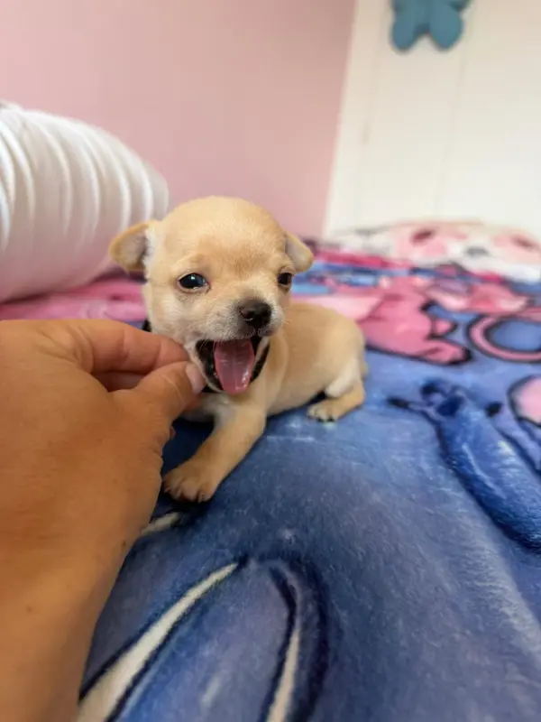 B, Chihuahua, élevage à Verrières-en-Forez