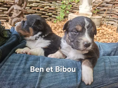 Portée de Berger australien, élevage Du Nouvel Eden