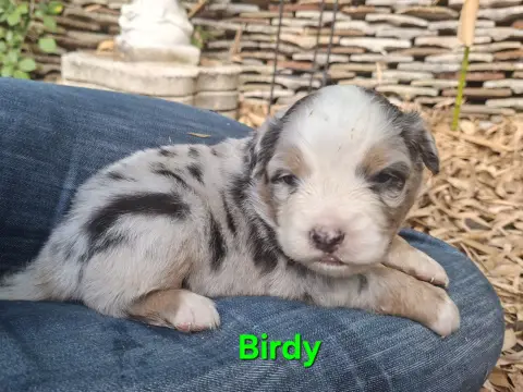 BLOOM (nom de naissance Birdy), Berger australien, élevage Du Nouvel Eden