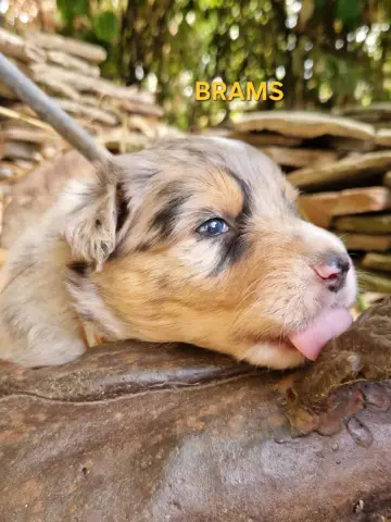 Brams, Berger australien, élevage Du Nouvel Eden