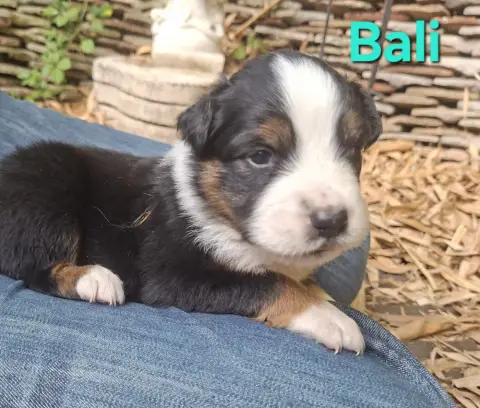 Bali, Berger australien, élevage Du Nouvel Eden