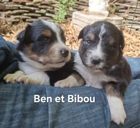 Bibou, Berger australien, élevage Du Nouvel Eden
