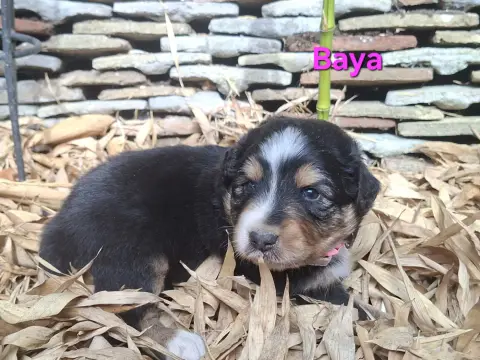 Baya, Berger australien, élevage Du Nouvel Eden