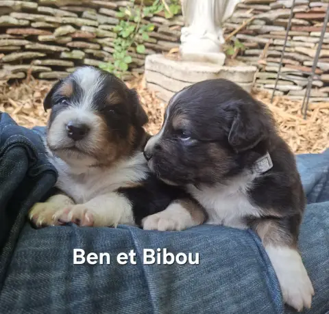 Ben, Berger australien, élevage Du Nouvel Eden
