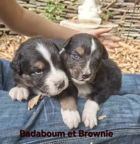 BUCKY (nom de naissance BADABOUM), Berger australien, élevage Du Nouvel Eden