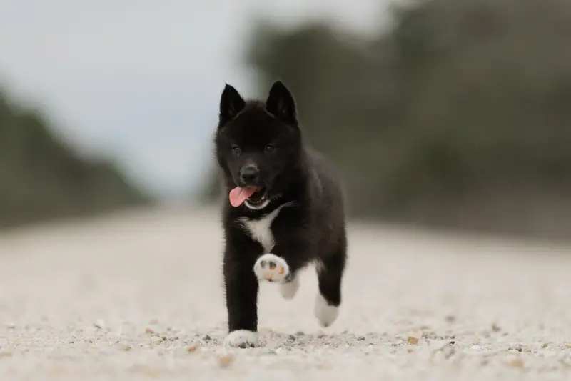 Portée de Husky sibérien, élevage Of Umok's Dreams