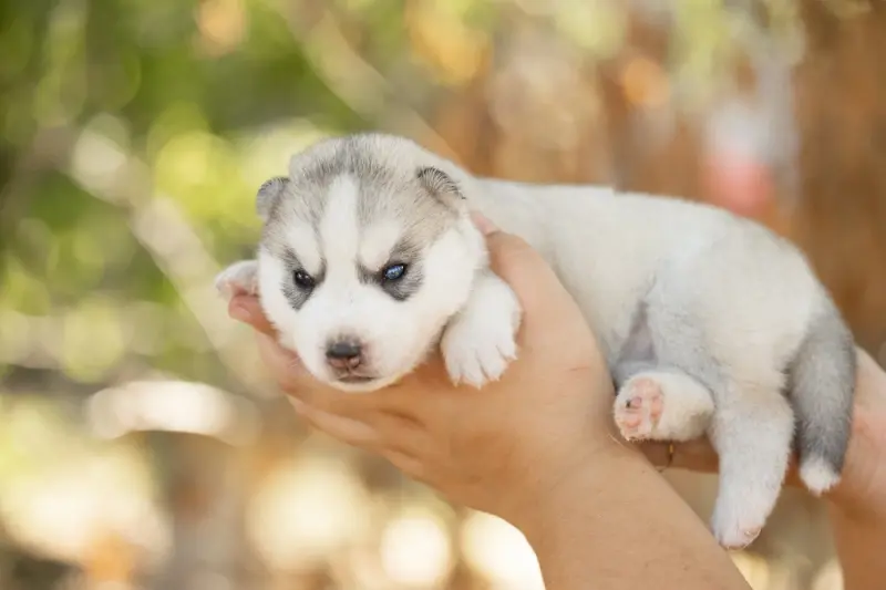 Portée de Husky sibérien, élevage Of Umok's Dreams