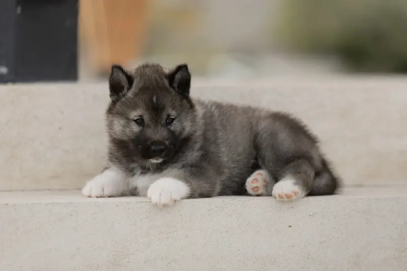 Portée de Husky sibérien, élevage Of Umok's Dreams