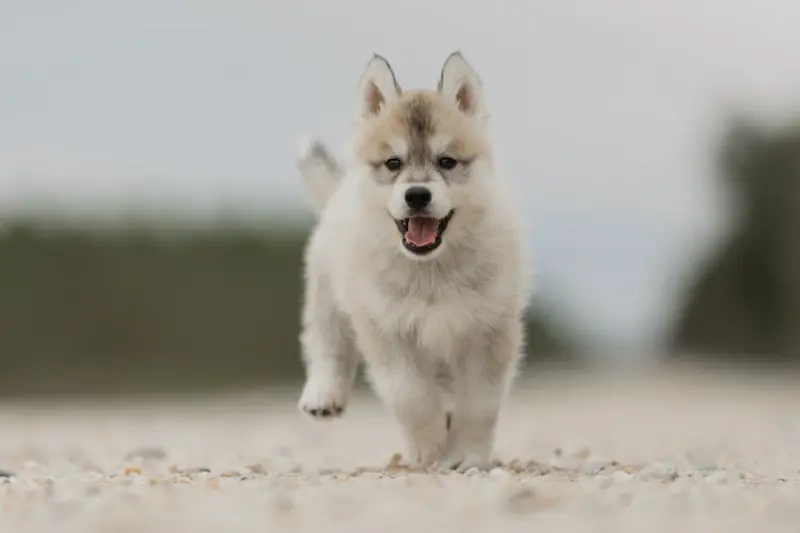 Portée de Husky sibérien, élevage Of Umok's Dreams