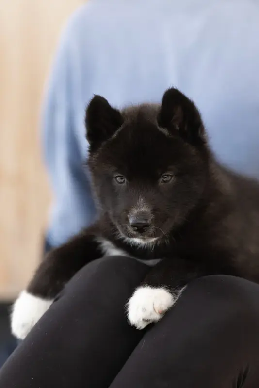 Black Jaguar, Husky sibérien, élevage Of Umok's Dreams