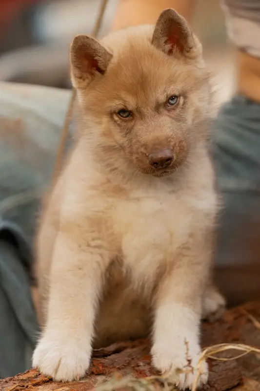 Chiot, Husky sibérien, élevage Of Umok's Dreams
