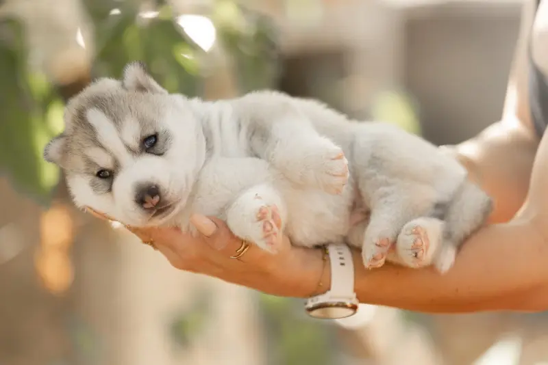 Portée de Husky sibérien, élevage Of Umok's Dreams