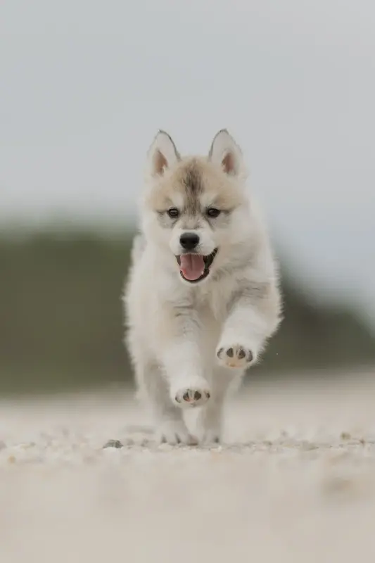 Portée de Husky sibérien, élevage Of Umok's Dreams