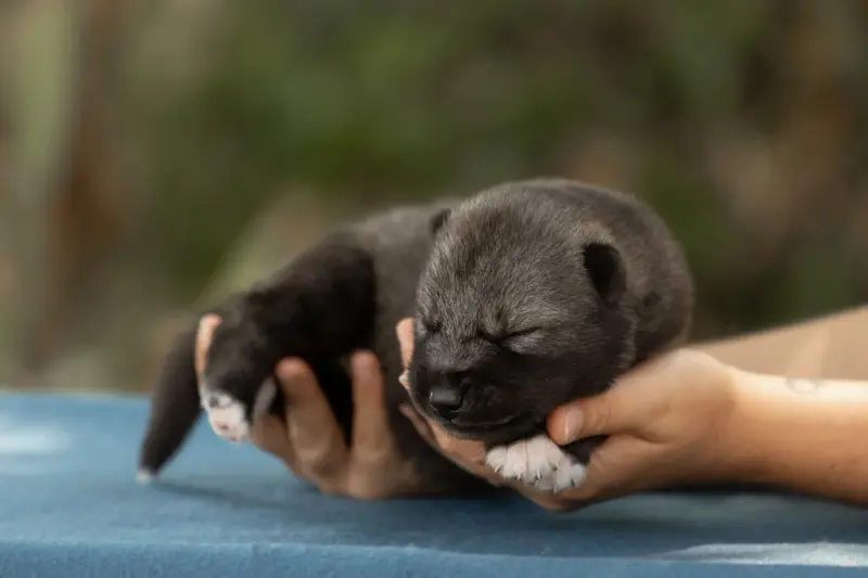 Portée de Husky sibérien, élevage Of Umok's Dreams
