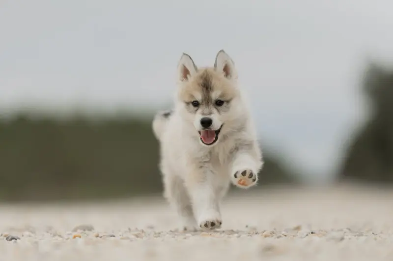 Portée de Husky sibérien, élevage Of Umok's Dreams