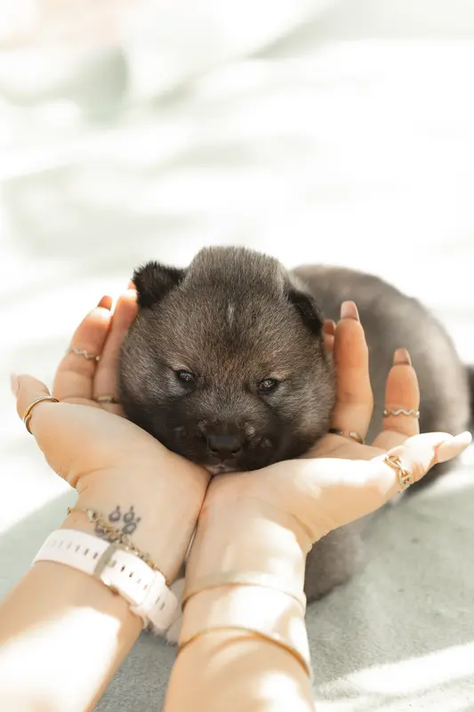 Portée de Husky sibérien, élevage Of Umok's Dreams