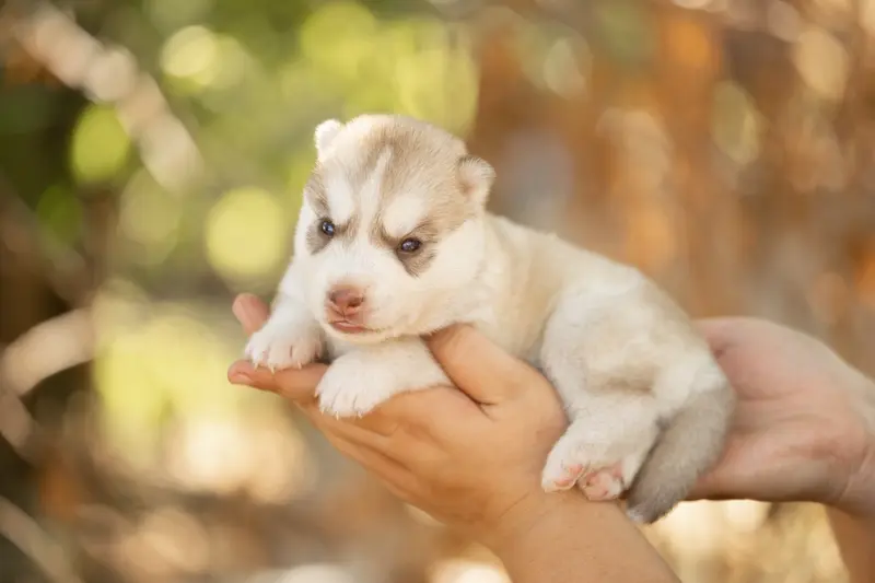 Portée de Husky sibérien, élevage Of Umok's Dreams