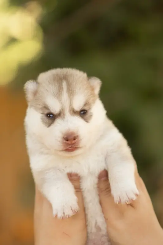 Chiot, Husky sibérien, élevage Of Umok's Dreams