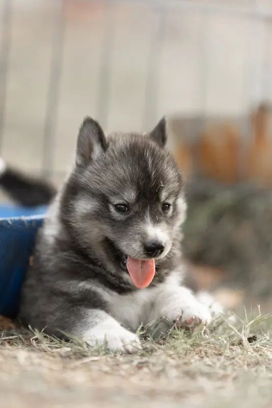 Bright Like A Diamond, Husky sibérien, élevage Of Umok's Dreams