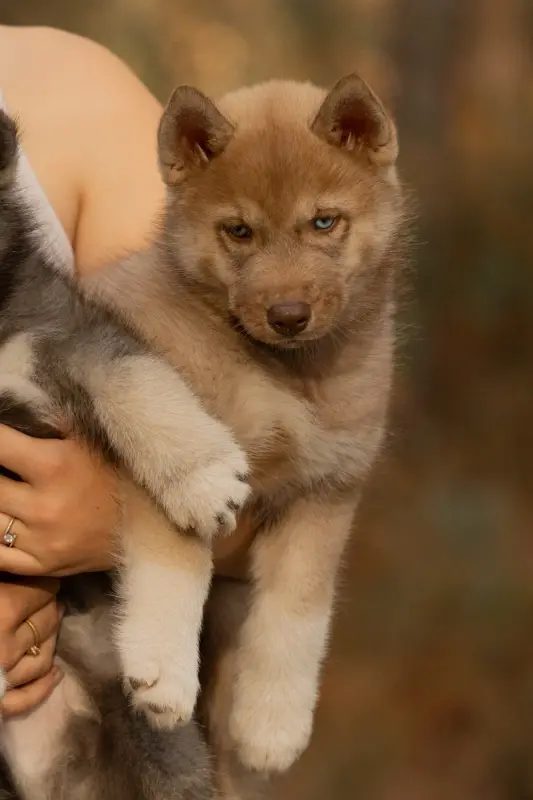 Chiot, Husky sibérien, élevage Of Umok's Dreams