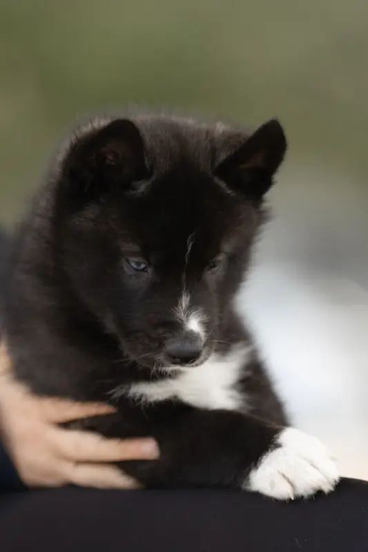 Black Magic, Husky sibérien, élevage Of Umok's Dreams