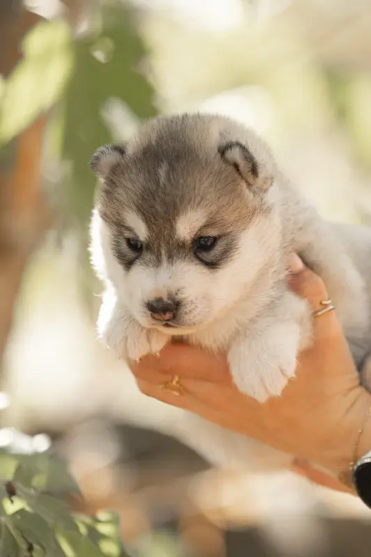 Belinda, Husky sibérien, élevage Of Umok's Dreams