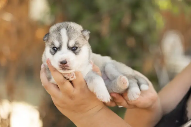 Portée de Husky sibérien, élevage Of Umok's Dreams