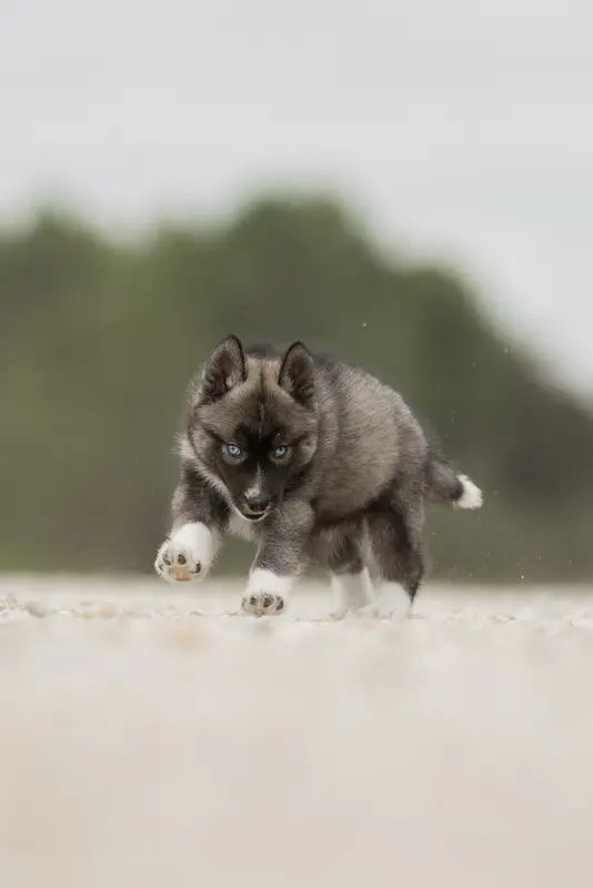 Portée de Husky sibérien, élevage Of Umok's Dreams