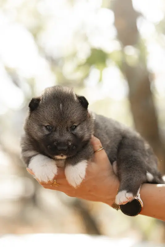 Portée de Husky sibérien, élevage Of Umok's Dreams