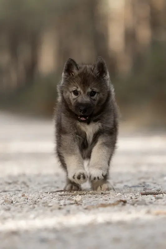 Portée de Husky sibérien, élevage Of Umok's Dreams