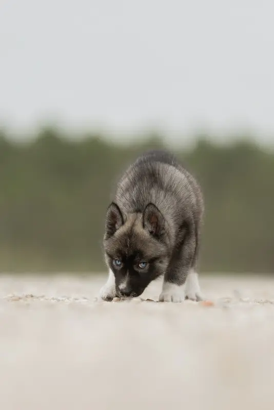 Portée de Husky sibérien, élevage Of Umok's Dreams