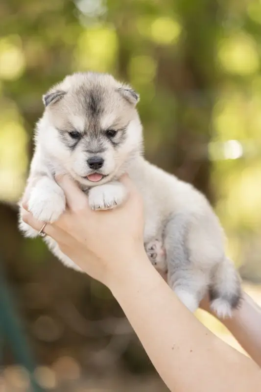 Because It S You, Husky sibérien, élevage Of Umok's Dreams