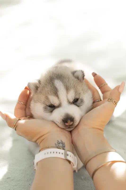 Best Of The Best, Husky sibérien, élevage Of Umok's Dreams