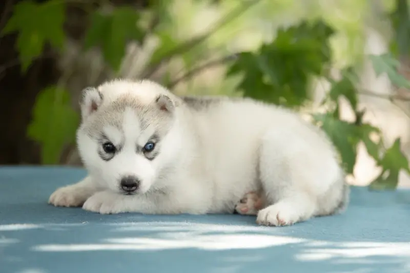 Portée de Husky sibérien, élevage Of Umok's Dreams