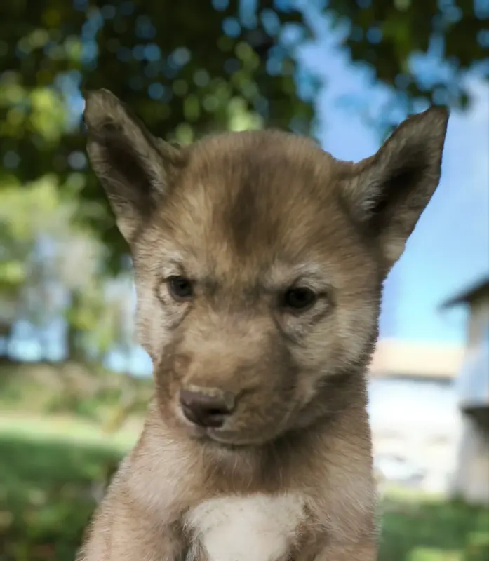 Chiot, Husky sibérien, élevage Blue Escape