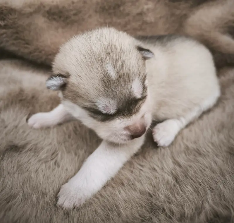 Portée de Husky sibérien, élevage Blue Escape