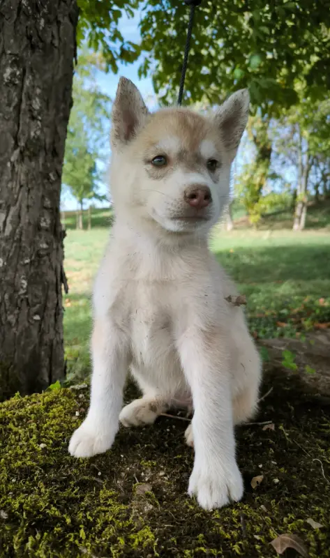 Portée de Husky sibérien, élevage Blue Escape