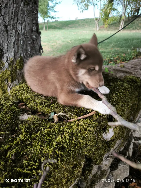 Portée de Husky sibérien, élevage Blue Escape